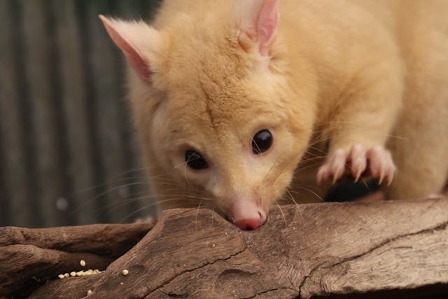 Licensed Brisbane pest removal technician