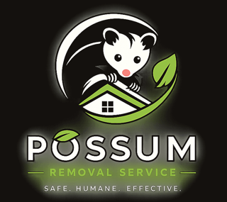 Possum Removal Service