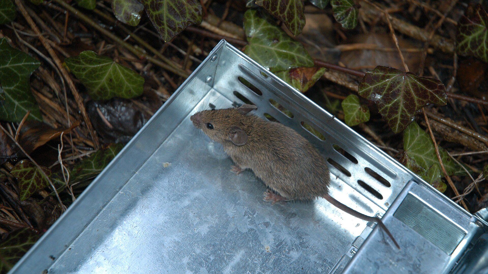 Mouse Extermination in Canberra