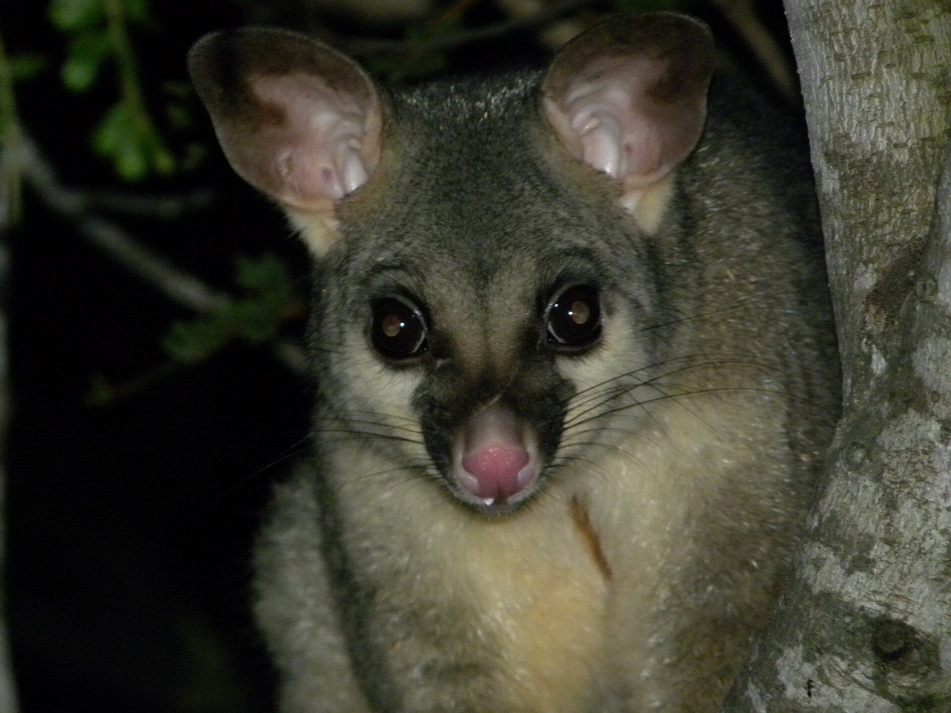 Brushtail possum at night
