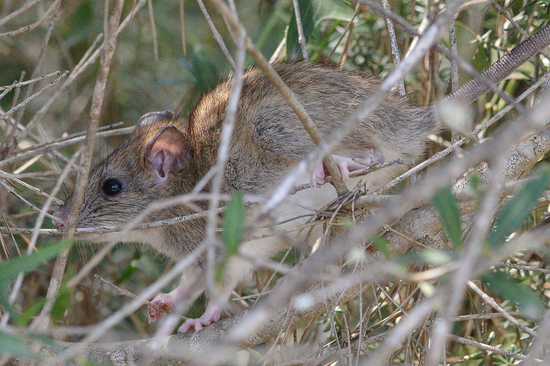 Rodent Control in Braddon