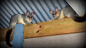 Possum damage in ceiling