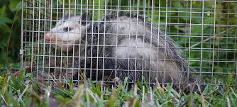 Humane possum relocation