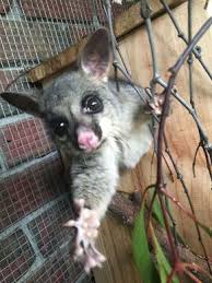Possum being safely trapped