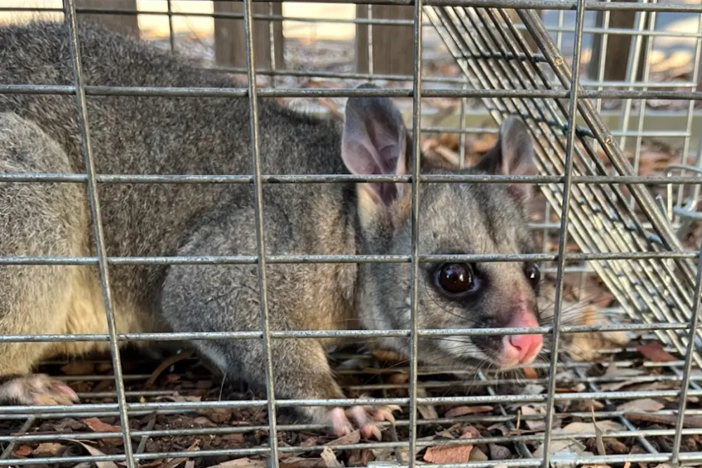 Possum Removal