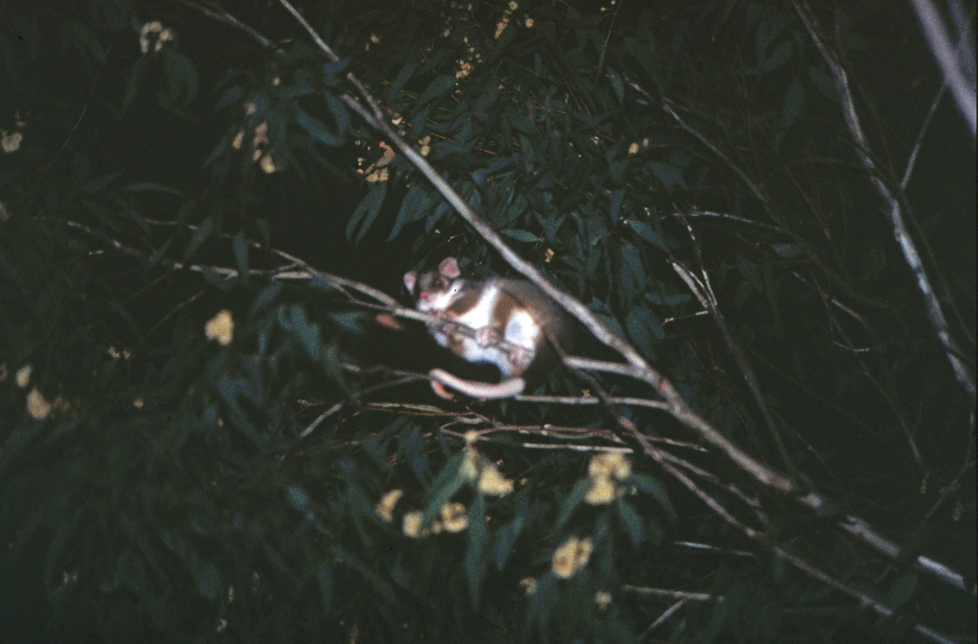 Brushtail vs Ringtail Possum: Which One Is in Your Roof?