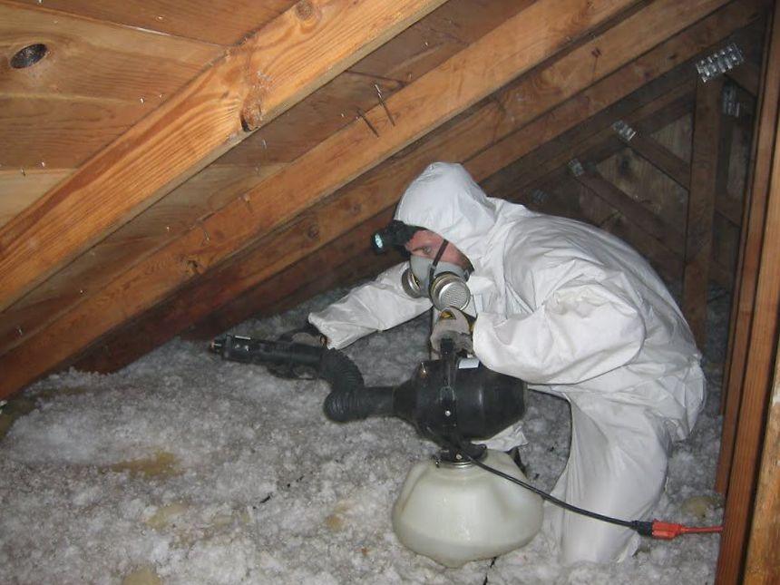 Rat Removal